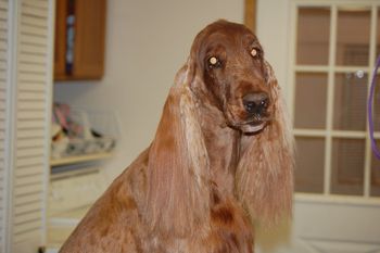 Tori after a grooming session. Can you believe the length of her ears!! (Jan 2009)
