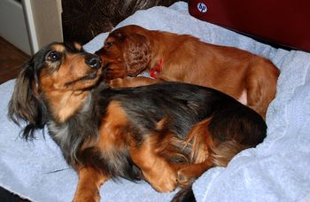 Red boy playing with Jersey, my dachshund.
