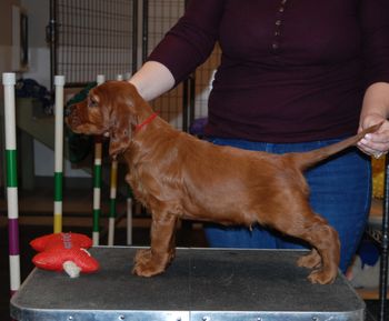 Red boy at 6 weeks old.
