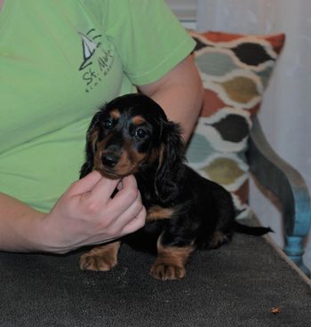 Purple girl at 9 weeks old.
