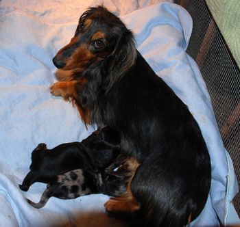 Babies are 14 days old.  The little boy has his eyes open.
