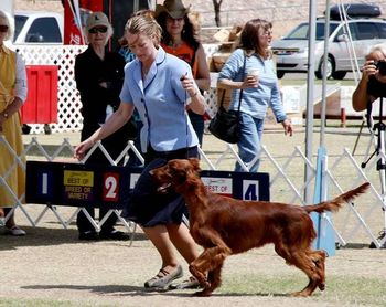 Blaise at the 2008 National in Scottsdale, Arizona. This was her first show and she actually kept all 4 feet on the ground!!
