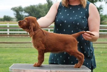 Brown boy at 7 wks.
