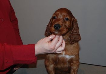 Blue boy at 6.5 weeks old.
