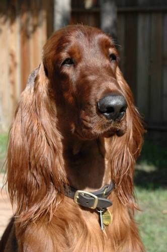 Headshot of Guiness - May 2009.
