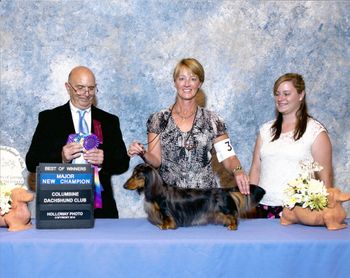 Willy finishes his champion in style winning a major at the Columbine Dachshund Specialty!!  Greeley, Colorado. August 2014
