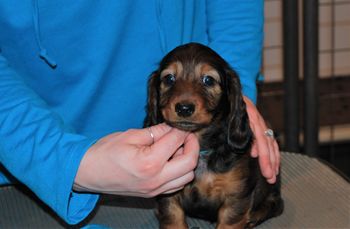 Blue boy at 7 weeks old.
