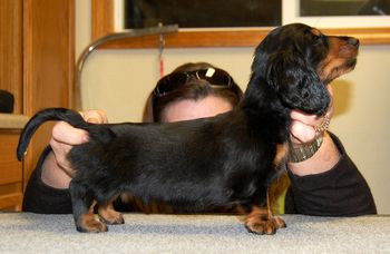 Blue Boy - 8 weeks.
