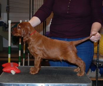 Red boy at 7 weeks old.
