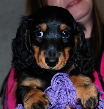 Jasper's head shot at 8 wks.
