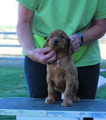 White girl at 5 weeks old.
