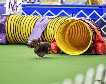 Mooch got 2 q's at this year's national in agility! 2023
