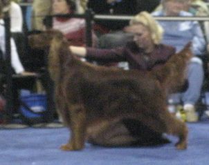 Bagger in the ring at Westminster. He was handled by Monica LaMontagne.
