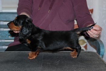 Purple girl at 7 weeks old.
