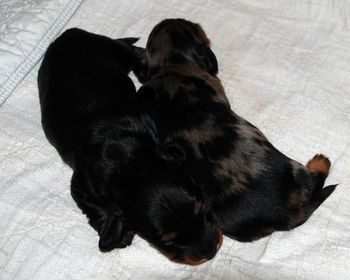 15 days old and both have their eyes open.  Starting to "wobble walk" now.
