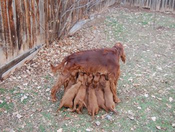 First, they found Journey and wanted to nurse.
