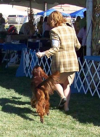 Katie in the ring at the Sporting Dog show in New Mexico.
