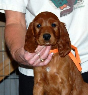 Kash - head shot at 6 wks old.
