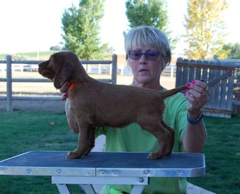 Orange girl at 5 weeks old.
