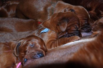 Nothing better than watching puppies nurse!!
