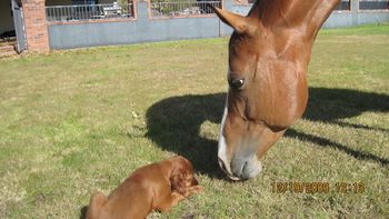 Izzie lives a great life with her horse buddies! Lori says she will lay on their hay on the ground and "nip" at the horses as they eat! Too funny!
