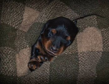 Beanie at 15 days old. She is doing great - eyes are open today.
