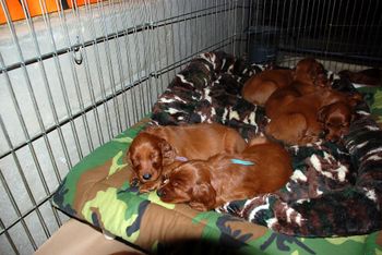 I moved the puppies out of the whelping box and into the kennel this weekend.  They are really enjoying the extra space!
