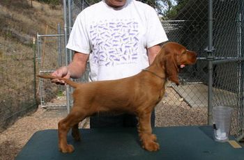 Light Blue boy at 8 weeks. "Chase" Tramore Galewinns Mak'n Memories Owner: Tom Kaiser Pennsylvania
