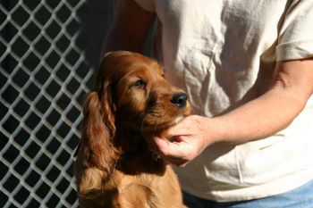 Red Boy 7 weeks old
