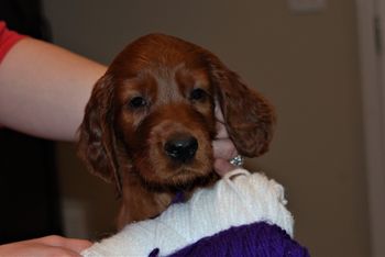 Dark purple girl at 6 weeks old.
