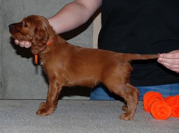 Orange girl 6 weeks old.
