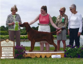 Bartley placed 3rd in his sweepstakes 6-9 mo class at the Irish Setter National.  June 2014.
