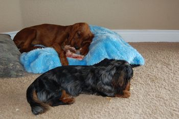 Baxter with his buddy, Blaise (14 weeks old). They play non-stop!!
