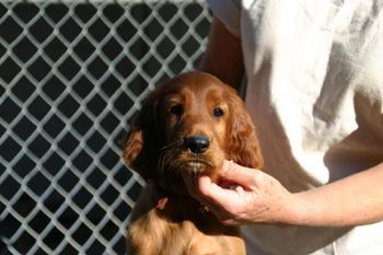 Brown Boy 7 weeks
