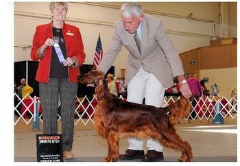 "Lucy" CH. Redtale Walking on Sunshine (CH. Galewinns Put Me In Coach x CH. Token Triple 7 Cat) Lucy is a Bo daughter and is pictured finishing her champtionship in Oct. 2012. Congrats to breeder Debbie Murray (Redtale Irish Setters) on another champion!!
