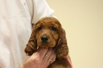 Pink Girl - Head shot, 8 weeks.
