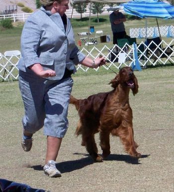 Bo in the ring at the National.
