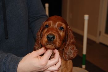 Black boy at 7 weeks old.
