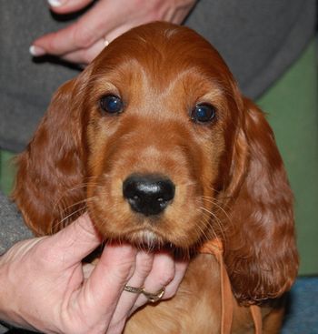 Orange girl 7 wks
