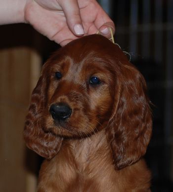 Yellow girl at 7 wks.
