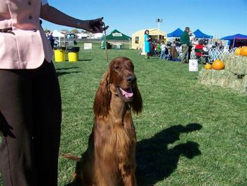 Bo waiting to go into the show ring. November 2007
