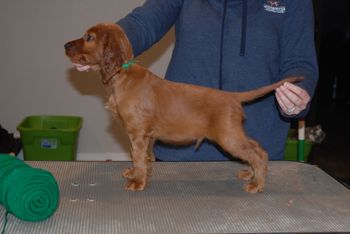 Green boy at 7 weeks old.
