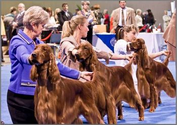 Bravo & I in the ring at Eukanuba (We are in the middle). Also pictured is Ginny Swanson & Michelle DeChambeau.
