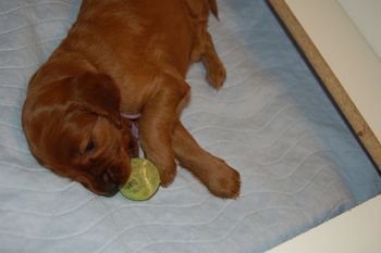 The purple girl just loved the miniature tennis ball!
