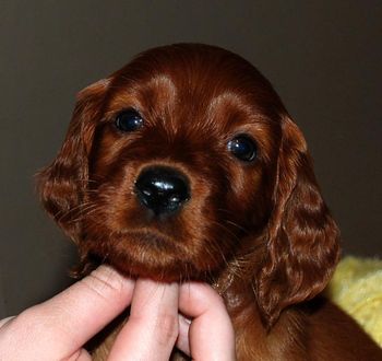 Yellow girl 6 weeks old.
