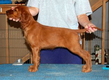 Purple Girl 9 wks old
