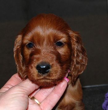 Purple girl at 5 wks old.
