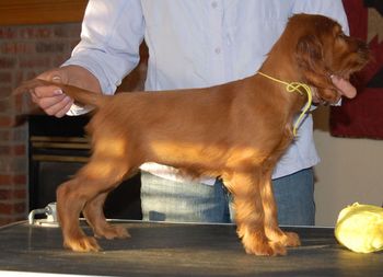 Yellow Girl 7.5 weeks old
