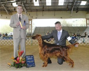 "Penny" (pink girl) Huntersglen Galewinns Bolero Owner: Suzanne Gerhls California Penny winning Best Of Breed with Loran Morgan handling. She isn't even too yet!! April 2011
