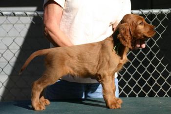 Lime Green Boy 7 weeks
